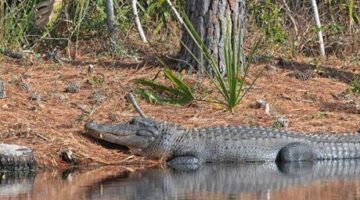 Florida’da timsah alarmı! Kürek çekerken canından oldu