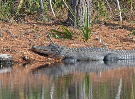 Florida’da timsah alarmı! Kürek çekerken canından oldu