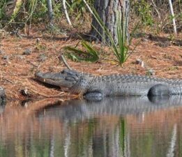 Florida’da timsah şoku! Kürek çekerken canından oldu