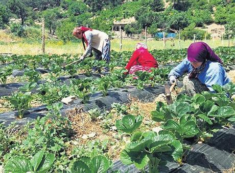 Gençler ve kadınlar doğduğu yerde doymalı