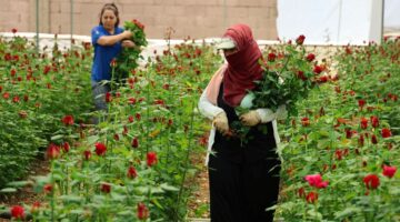 Gül üreticilerinin Anneler Günü mesaisi: Serada 5, internette 100 TL