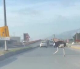 Hatay’da trafikte deve kuşu şaşkınlığı