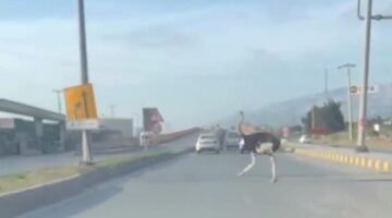 Hatay’da trafikte deve kuşu şaşkınlığı