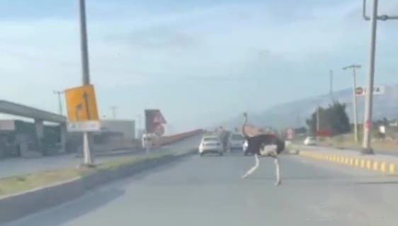 Hatay’da trafikte deve kuşu şaşkınlığı