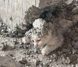 İnşaata giren yavru kedinin üzerine beton döküldü