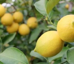 İstanbul’da Nisan ayında en çok limon pahalandı