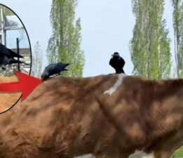 Kargalardan şok plan! İneğin tüylerini yolup götürdüler, sebebi şaşkına çevirdi