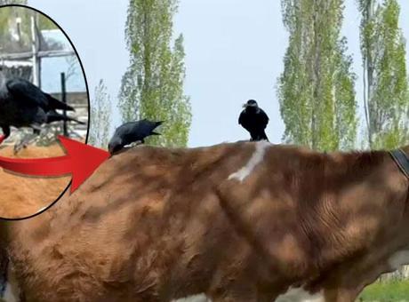 Kargalardan şok plan! İneğin tüylerini yolup götürdüler, sebebi şaşkına çevirdi