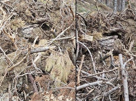 Kendini ve yavrularını kamufle etti! Fotoğrafa dikkatli bakınca fark ediliyorlar