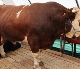 Kurban pazarının gözdesi ‘şampiyon’ oldu! Tam 1 ton 150 kilo ağırlığında: İşte fiyatı…