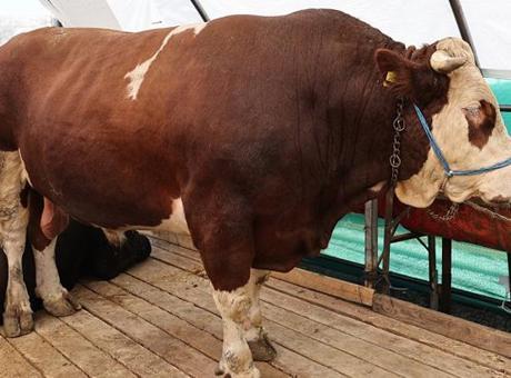 Kurban pazarının gözdesi ‘şampiyon’ oldu! Tam 1 ton 150 kilo ağırlığında: İşte fiyatı…