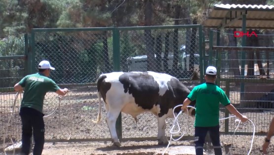 Kurban yakalama timi bayrama hazır