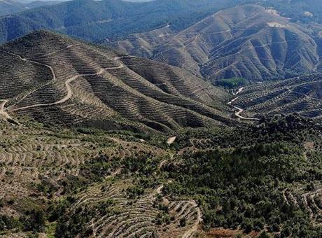 Kütahya’da ormanlara giriş yasağı