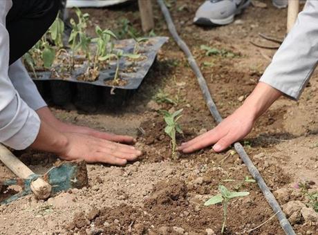 Lise öğrencileri aldıkları eğitimle okuldaki serada sebze yetiştiriyor