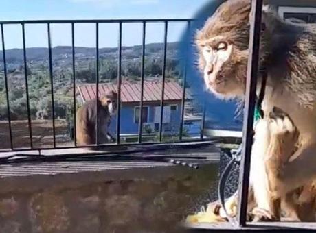 Muğla’da kaçak maymun paniği! Ekipler alarma geçti