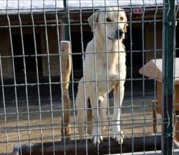 Osmangazi Belediyesinden barınakta köpeklerin öldürüldüğü iddiasına açıklama