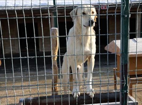 Osmangazi Belediyesinden barınakta köpeklerin öldürüldüğü iddiasına açıklama