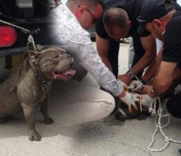 Pitbull kalabalığın arasına daldı! Bir kişi yaralandı, 4 kişi zor zapt etti