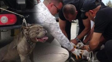 Pitbull kalabalığın arasına daldı! Bir kişi yaralandı, 4 kişi zor zapt etti