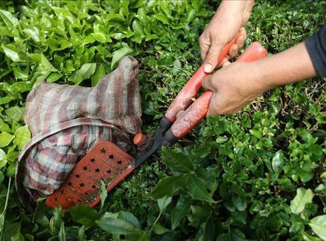 Rize’den yapılan çay ihracatı 5,5 milyon doları aştı