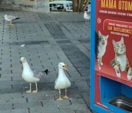 Sahtekar martılar gündem oldu: Mama için miyavladılar