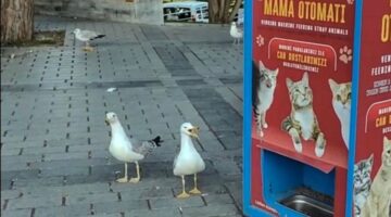 Sahtekar martılar gündem oldu: Mama için miyavladılar