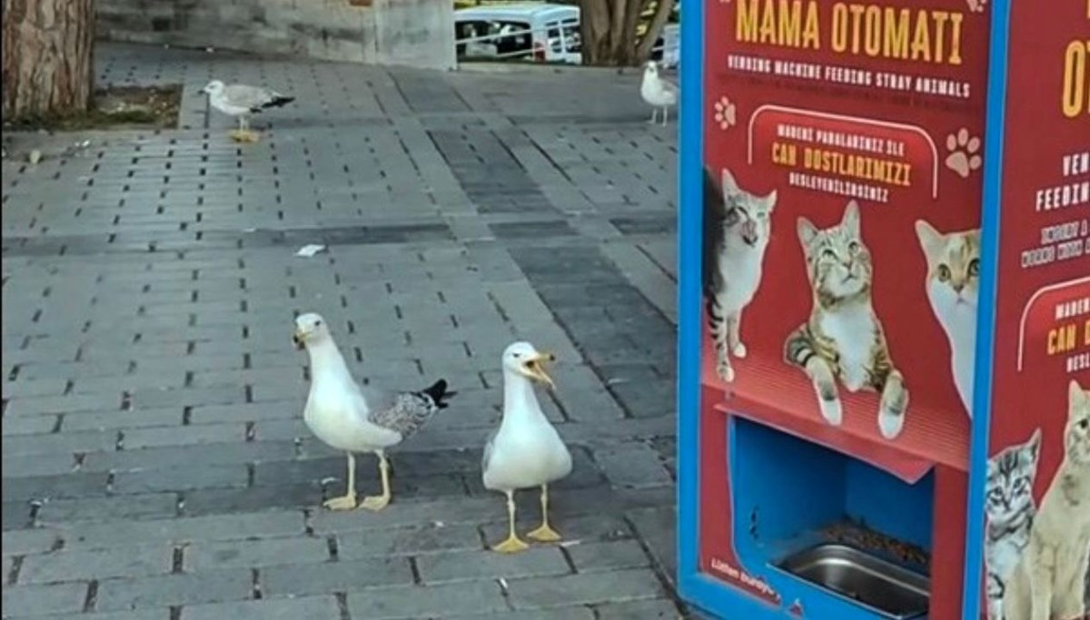 Sahtekar martılar gündem oldu: Mama için miyavladılar