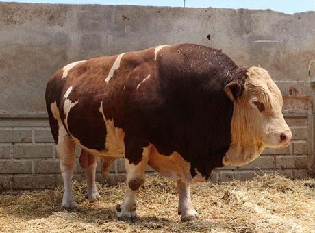 Şampiyon boğa ‘Poyraz’, 540 bin TL’ye alıcısını buldu