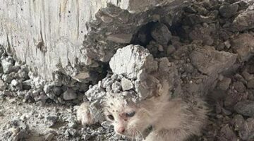 Şanlıurfa’da beton kolonun altında mahsur kalan kedi yavrusu kurtarıldı