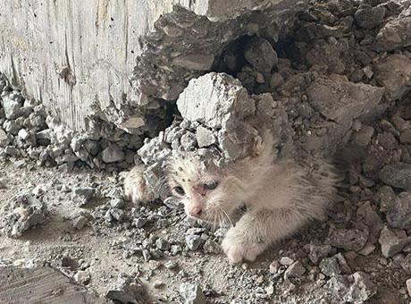 Şanlıurfa’da beton kolonun altında mahsur kalan kedi yavrusu kurtarıldı