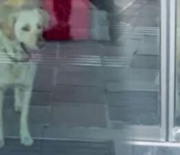 Sarıyer’deki bankada ‘beyaz’ panik! Alarm devreye girdi gerçek şaşkına çevirdi