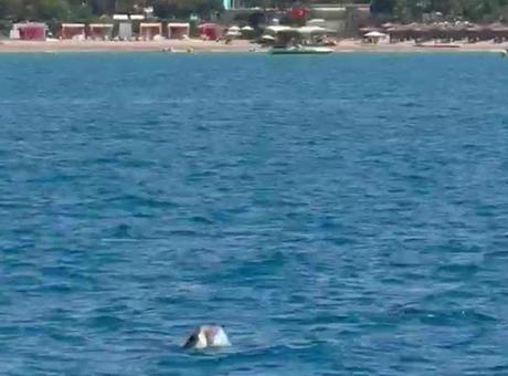 Side açıklarında görüntülendi! Turistler büyük heyecan yaşadı