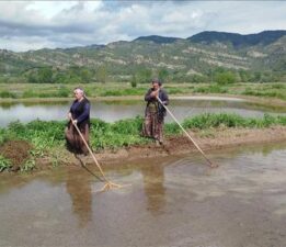 Sinop’ta 18 bin dekar alanda çeltik ekimine başlandı