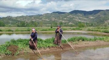 Sinop’ta 18 bin dekar alanda çeltik ekimine başlandı