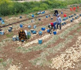 Soğan hasadı başladı, fiyatı düştü