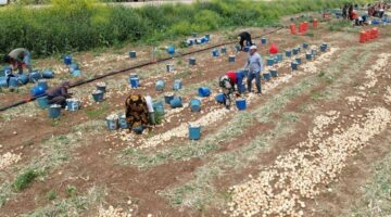 Soğan hasadı başladı, fiyatı düştü