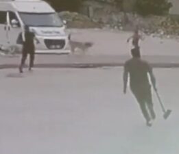 Sokak köpekleri çocuğa saldırdı