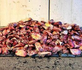 Tabağımıza gelmeden yakalandı! Mide bulandıran görüntü