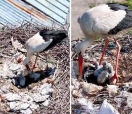 Tam zamanında mucize! Köyü terk etmediler Anneler Günü’nde ‘anne’ oldular