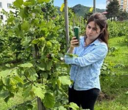 Tescilli Giresun tombul fındığında yeni dikim uygulamaları verimi artırdı