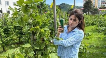Tescilli Giresun tombul fındığında yeni dikim uygulamaları verimi artırdı