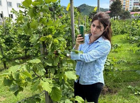 Tescilli Giresun tombul fındığında yeni dikim uygulamaları verimi artırdı