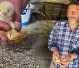 Yer: Çankırı! Yumurtadan çıkan civcivi görenler şaştı kaldı