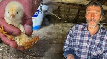 Yer: Çankırı! Yumurtadan çıkan civcivi görenler şaştı kaldı
