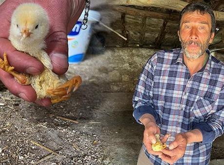 Yer: Çankırı! Yumurtadan çıkan civcivi görenler şaştı kaldı