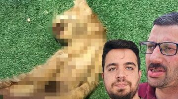 Zonguldak’ta bir kedi vahşeti daha! Karın bölgeleri kesildi, iç organları çıkarıldı