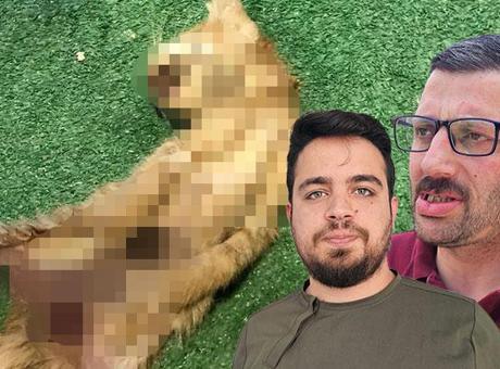 Zonguldak’ta bir kedi vahşeti daha! Karın bölgeleri kesildi, iç organları çıkarıldı