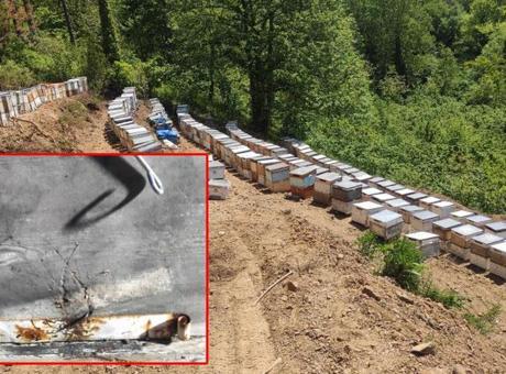 1.5 milyon bir gecede yok oldu! Hepsi zehirlenerek öldürüldü