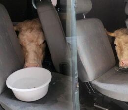 155 bin TL’ye anlaştı 155 TL gönderdiler! 1 sıfır eksik yazınca şok gerçek ortaya çıktı