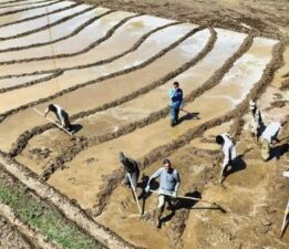 400 yıllık gelenek! Sabah 5’te kalkıyorlar, ne traktör var ne makine: ‘Dededen babadan kalma’